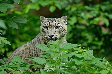 《方舟：生存进化》引擎更新延期 技术困境持续发酵  